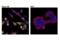 Cathepsin B antibody, 55279S, Cell Signaling Technology, Immunocytochemistry image 