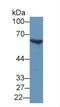 Glucose-6-Phosphate Dehydrogenase antibody, MBS2026163, MyBioSource, Western Blot image 