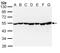 DnaJ Heat Shock Protein Family (Hsp40) Member A3 antibody, PA5-29225, Invitrogen Antibodies, Western Blot image 