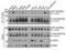 SNF2 Histone Linker PHD RING Helicase antibody, MA5-25180, Invitrogen Antibodies, Western Blot image 