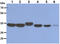 Aminoacyl TRNA Synthetase Complex Interacting Multifunctional Protein 1 antibody, GTX57649, GeneTex, Western Blot image 