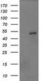 Zinc finger and SCAN domain-containing protein 21 antibody, TA506093AM, Origene, Western Blot image 