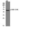 Serum/Glucocorticoid Regulated Kinase 1 antibody, A00673S78, Boster Biological Technology, Western Blot image 