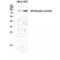 Nuclear Receptor Subfamily 3 Group C Member 1 antibody, LS-C381238, Lifespan Biosciences, Western Blot image 