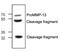 Matrix Metallopeptidase 13 antibody, NBP1-45723, Novus Biologicals, Western Blot image 