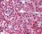 Optineurin antibody, 49-349, ProSci, Immunohistochemistry frozen image 