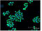 BCL2 Antagonist/Killer 1 antibody, A01163, Boster Biological Technology, Immunofluorescence image 