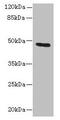 Keratin 33B antibody, CSB-PA621778LA01HU, Cusabio, Western Blot image 