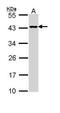 Death Associated Protein 3 antibody, PA5-29850, Invitrogen Antibodies, Western Blot image 