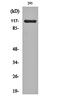 Calcium Voltage-Gated Channel Auxiliary Subunit Alpha2delta 4 antibody, orb160199, Biorbyt, Western Blot image 