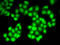 Deoxyribonuclease 1 antibody, LS-C346065, Lifespan Biosciences, Immunofluorescence image 