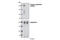 Erb-B2 Receptor Tyrosine Kinase 4 antibody, 3790S, Cell Signaling Technology, Western Blot image 