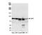 LEO1 Homolog, Paf1/RNA Polymerase II Complex Component antibody, NB100-79777, Novus Biologicals, Western Blot image 