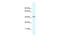 TOR antibody, 27-811, ProSci, Enzyme Linked Immunosorbent Assay image 