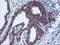Arachidonate 15-Lipoxygenase antibody, LS-C173722, Lifespan Biosciences, Immunohistochemistry frozen image 