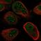 Nudix Hydrolase 21 antibody, PA5-67336, Invitrogen Antibodies, Immunofluorescence image 