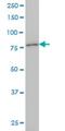 Potassium Voltage-Gated Channel Subfamily C Member 3 antibody, H00003748-M01, Novus Biologicals, Western Blot image 