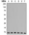 Peptidylprolyl Isomerase A antibody, orb339108, Biorbyt, Western Blot image 