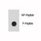 Integrin Linked Kinase antibody, F48556-0.4ML, NSJ Bioreagents, Dot Blot image 
