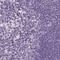 KIAA1324 antibody, PA5-56277, Invitrogen Antibodies, Immunohistochemistry frozen image 