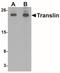 Translin antibody, NBP1-76581, Novus Biologicals, Western Blot image 