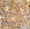 Cyclin A2 antibody, LS-C100873, Lifespan Biosciences, Immunohistochemistry frozen image 