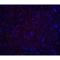 Hook Microtubule Tethering Protein 3 antibody, LS-C358512, Lifespan Biosciences, Immunofluorescence image 