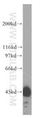 Hydroxysteroid Dehydrogenase Like 2 antibody, 15631-1-AP, Proteintech Group, Western Blot image 