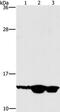 Transcription factor HES-5 antibody, PA5-50676, Invitrogen Antibodies, Western Blot image 