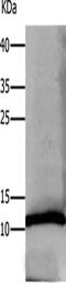 Defensin Alpha 1B antibody, CSB-PA793636, Cusabio, Western Blot image 