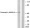 Lamin A/C antibody, GTX86918, GeneTex, Western Blot image 