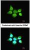 SS-A antibody, NBP1-33548, Novus Biologicals, Immunofluorescence image 