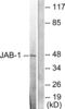 COP9 Signalosome Subunit 3 antibody, abx013117, Abbexa, Western Blot image 