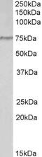 CREB Regulated Transcription Coactivator 2 antibody, TA321016, Origene, Western Blot image 