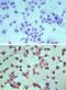 Sphingosine-1-Phosphate Receptor 4 antibody, NBP2-24500, Novus Biologicals, Immunohistochemistry frozen image 