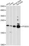 Prostaglandin E Synthase 3 antibody, A5325, ABclonal Technology, Western Blot image 