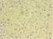 Coiled-Coil-Helix-Coiled-Coil-Helix Domain Containing 4 antibody, MBS1493063, MyBioSource, Immunohistochemistry frozen image 