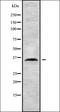 G Protein Signaling Modulator 3 antibody, orb338337, Biorbyt, Western Blot image 