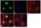 Lysine Methyltransferase 2B antibody, 710901, Invitrogen Antibodies, Immunofluorescence image 