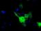 Sorting Nexin 9 antibody, MA5-25153, Invitrogen Antibodies, Immunocytochemistry image 