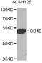 CD1b Molecule antibody, A6551, ABclonal Technology, Western Blot image 