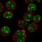 Myeloid Cell Nuclear Differentiation Antigen antibody, NBP2-57799, Novus Biologicals, Immunofluorescence image 