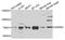 Aspartyl-tRNA synthetase, mitochondrial antibody, A7813, ABclonal Technology, Western Blot image 