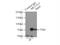 Methyltransferase Like 3 antibody, 15073-1-AP, Proteintech Group, Immunoprecipitation image 