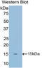 Anti-Mullerian Hormone antibody, LS-C297906, Lifespan Biosciences, Western Blot image 