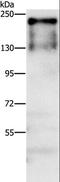 ATPase Family AAA Domain Containing 5 antibody, LS-C406232, Lifespan Biosciences, Western Blot image 