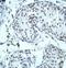 Zinc Finger Protein 597 antibody, orb78465, Biorbyt, Immunohistochemistry paraffin image 