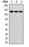 Ring Finger Protein 31 antibody, abx141464, Abbexa, Western Blot image 