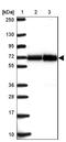ATPase Family AAA Domain Containing 3B antibody, NBP2-32409, Novus Biologicals, Western Blot image 