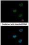 Exportin 1 antibody, PA5-29941, Invitrogen Antibodies, Immunofluorescence image 